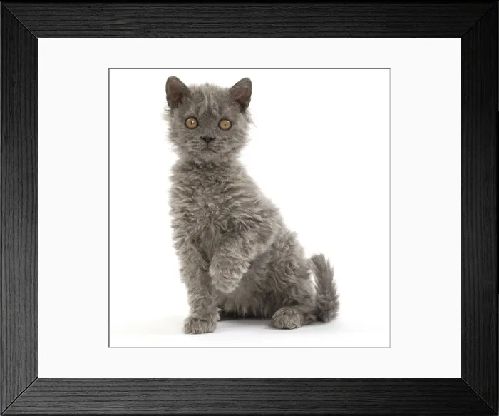 Framed Print : Picture No. 11092460 Framed Print : Picture No. 11092460