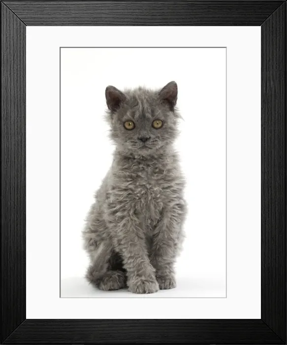 Framed Print : Picture No. 11092463 Framed Print : Picture No. 11092463