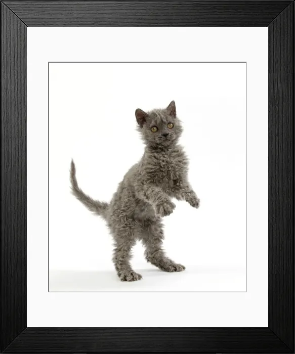 Framed Print : Picture No. 11092464 Framed Print : Picture No. 11092464