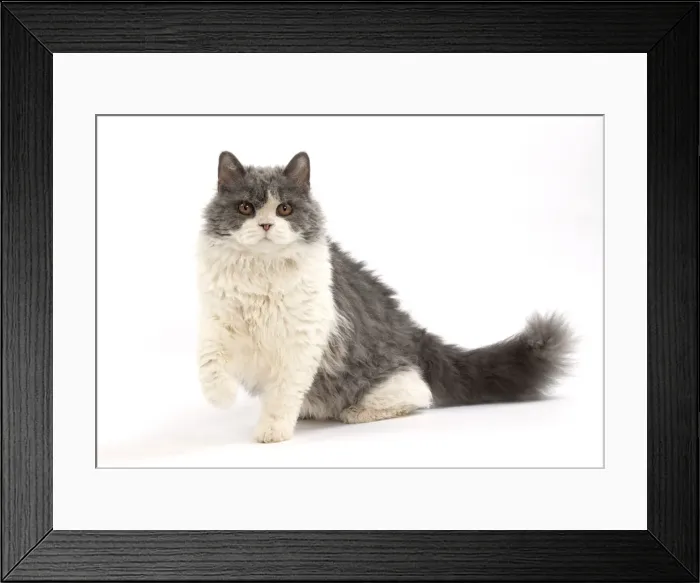 Framed Print : Picture No. 11092465 Framed Print : Picture No. 11092465