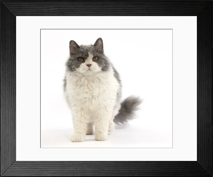 Framed Print : Picture No. 11092466 Framed Print : Picture No. 11092466