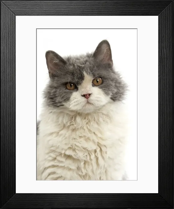 Framed Print : Picture No. 11092467 Framed Print : Picture No. 11092467