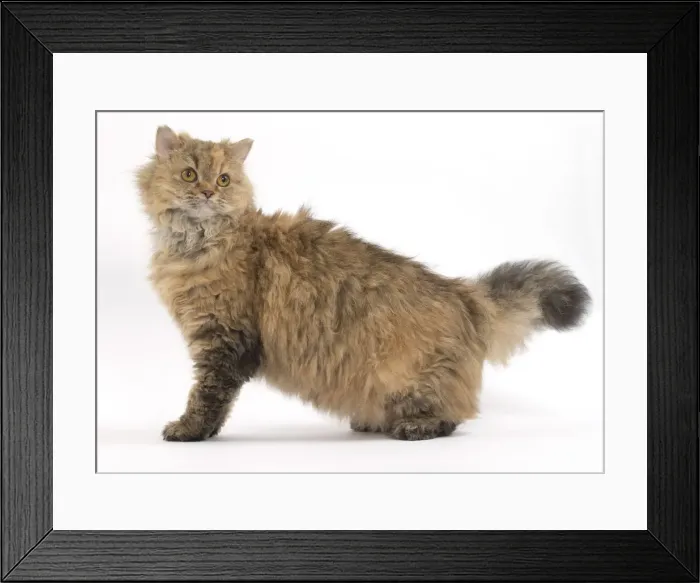 Framed Print : Picture No. 11092468 Framed Print : Picture No. 11092468