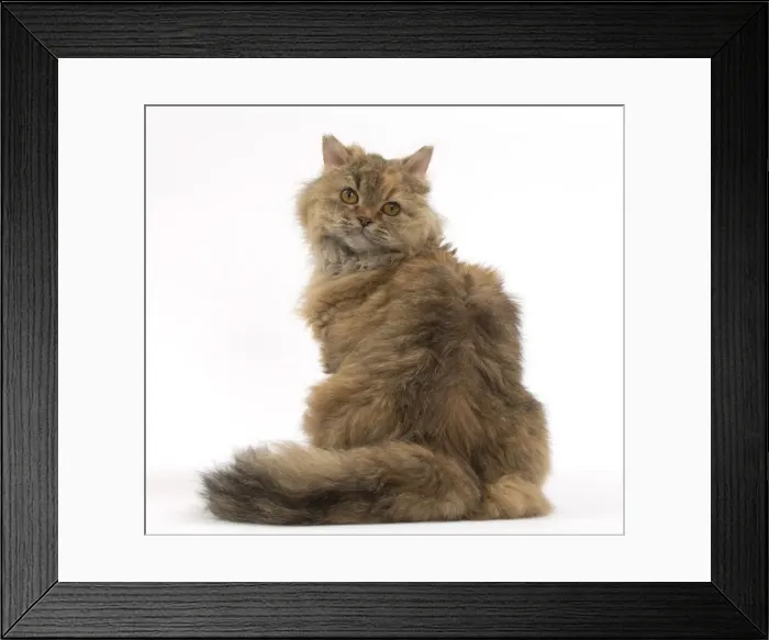 Framed Print : Picture No. 11092469 Framed Print : Picture No. 11092469