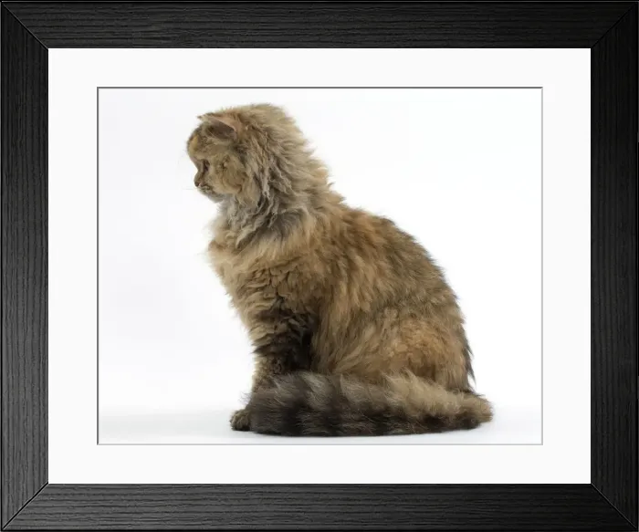 Framed Print : Picture No. 11092470 Framed Print : Picture No. 11092470