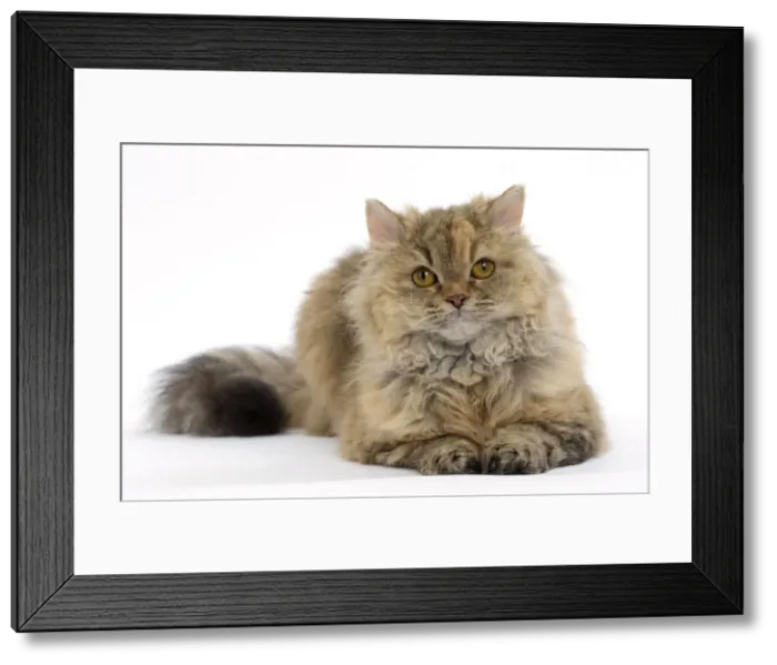 Framed Print : Picture No. 11092471