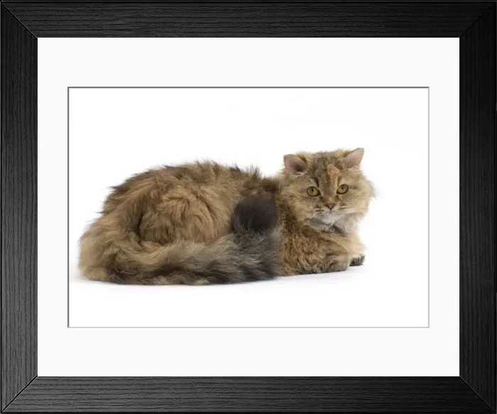 Framed Print : Picture No. 11092472 Framed Print : Picture No. 11092472