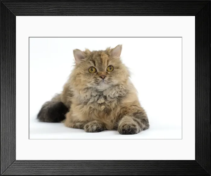 Framed Print : Picture No. 11092473 Framed Print : Picture No. 11092473