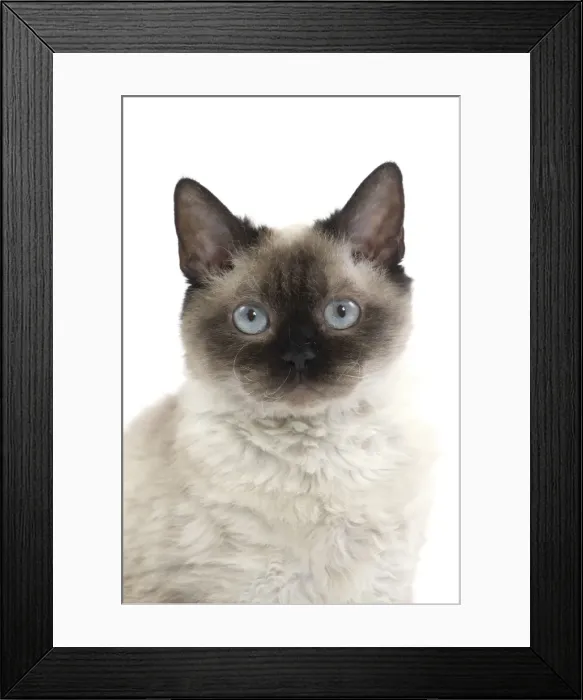 Framed Print : Picture No. 11092476 Framed Print : Picture No. 11092476