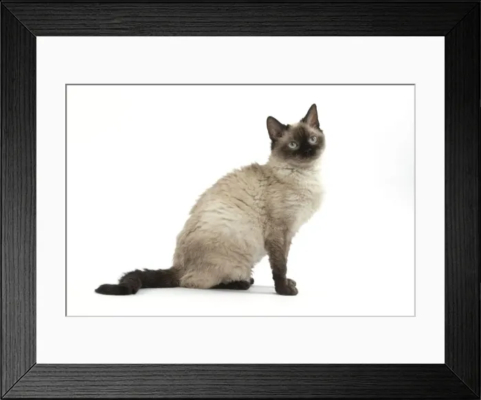 Framed Print : Picture No. 11092477 Framed Print : Picture No. 11092477