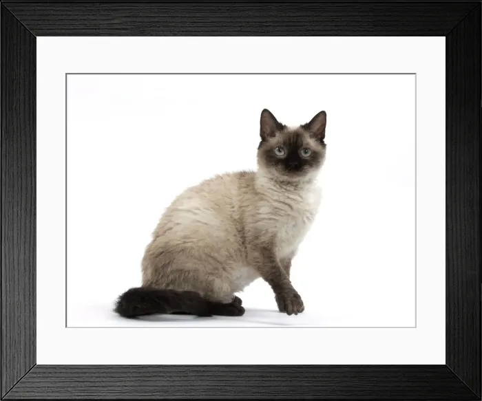 Framed Print : Picture No. 11092478 Framed Print : Picture No. 11092478