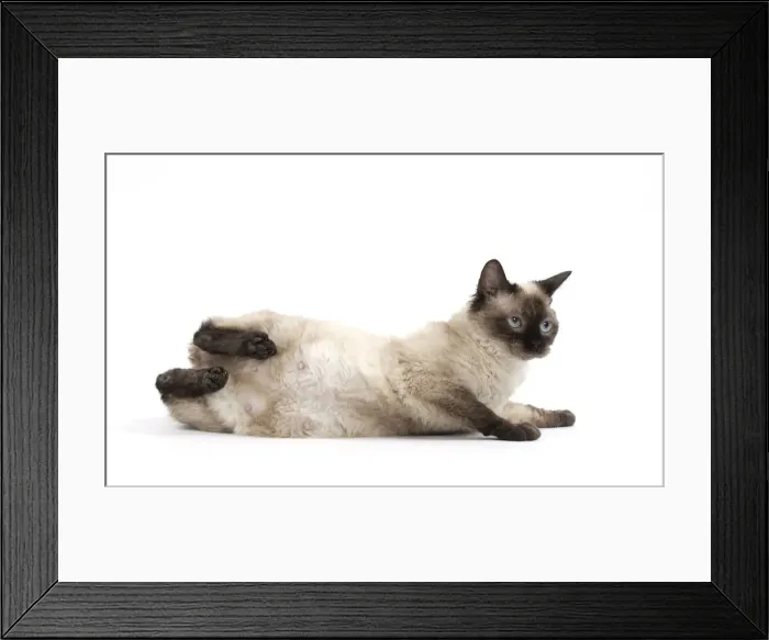 Framed Print : Picture No. 11092479 Framed Print : Picture No. 11092479