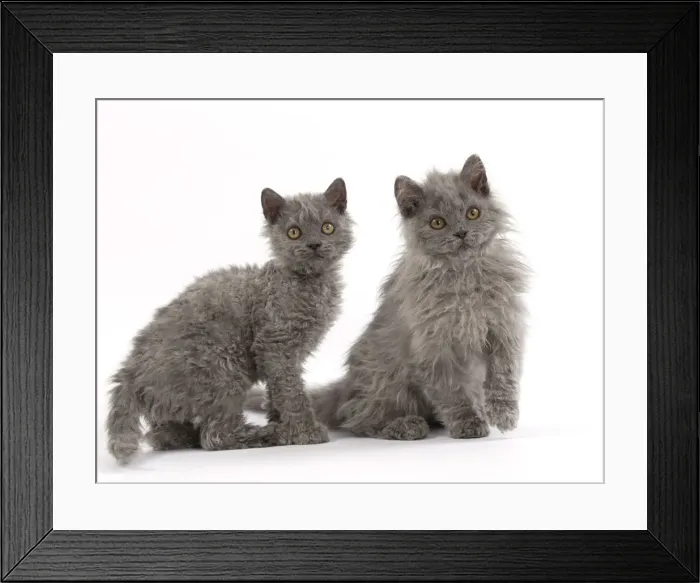 Framed Print : Picture No. 11092480 Framed Print : Picture No. 11092480