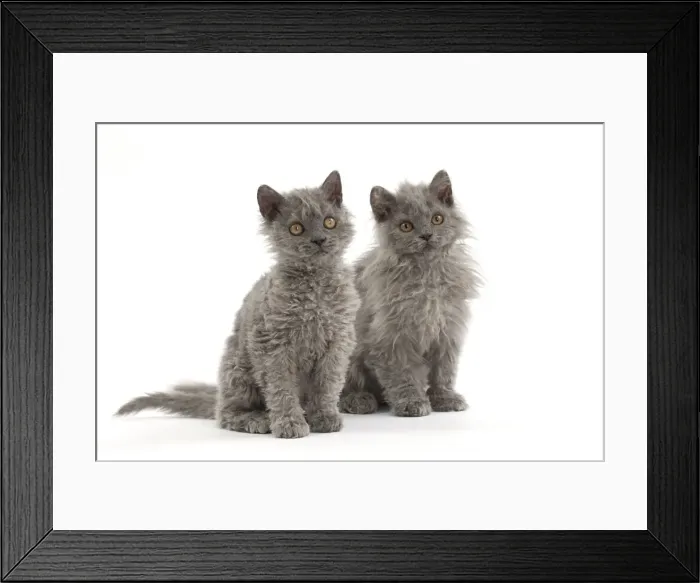 Framed Print : Picture No. 11092481 Framed Print : Picture No. 11092481