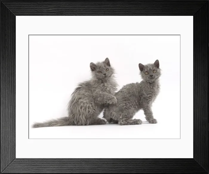 Framed Print : Picture No. 11092482 Framed Print : Picture No. 11092482