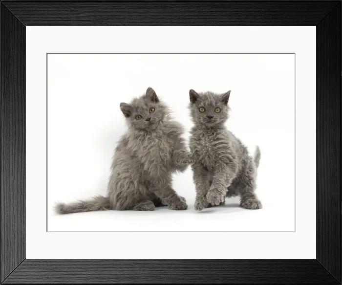 Framed Print : Picture No. 11092483 Framed Print : Picture No. 11092483