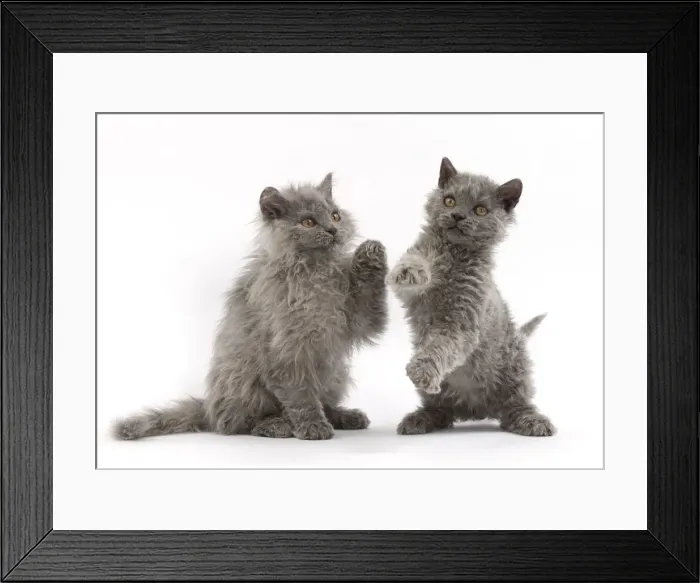 Framed Print : Picture No. 11092484 Framed Print : Picture No. 11092484