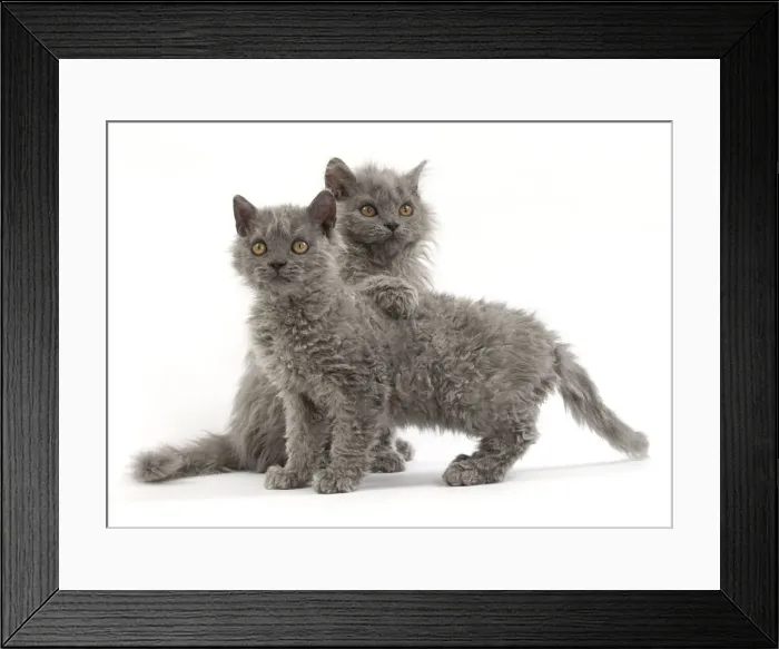 Framed Print : Picture No. 11092485 Framed Print : Picture No. 11092485