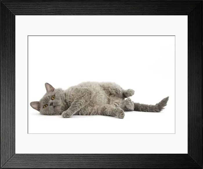 Framed Print : Picture No. 11092487 Framed Print : Picture No. 11092487
