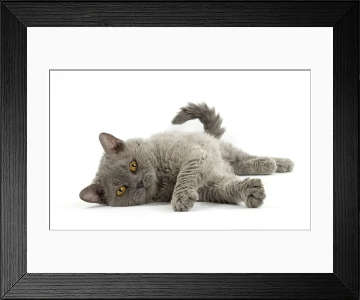 Framed Print : Picture No. 11092488