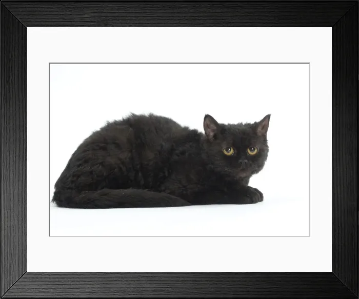 Framed Print : Picture No. 11092489 Framed Print : Picture No. 11092489