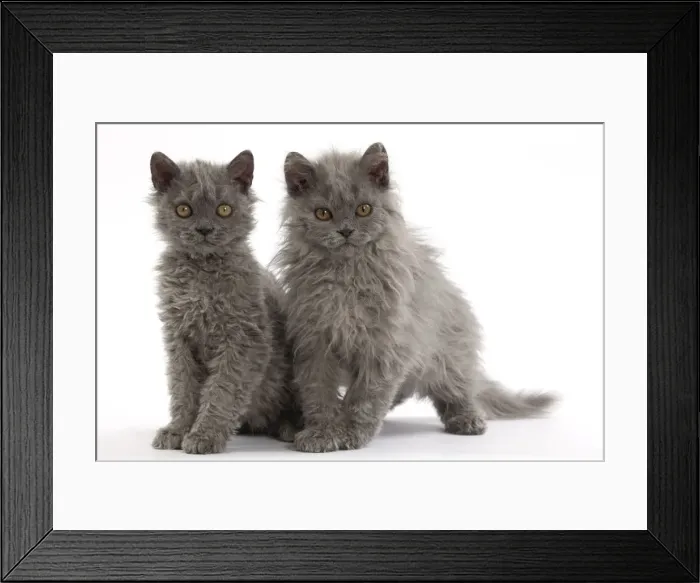 Framed Print : Picture No. 11092486 Framed Print : Picture No. 11092486