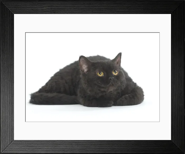 Framed Print : Picture No. 11092490 Framed Print : Picture No. 11092490