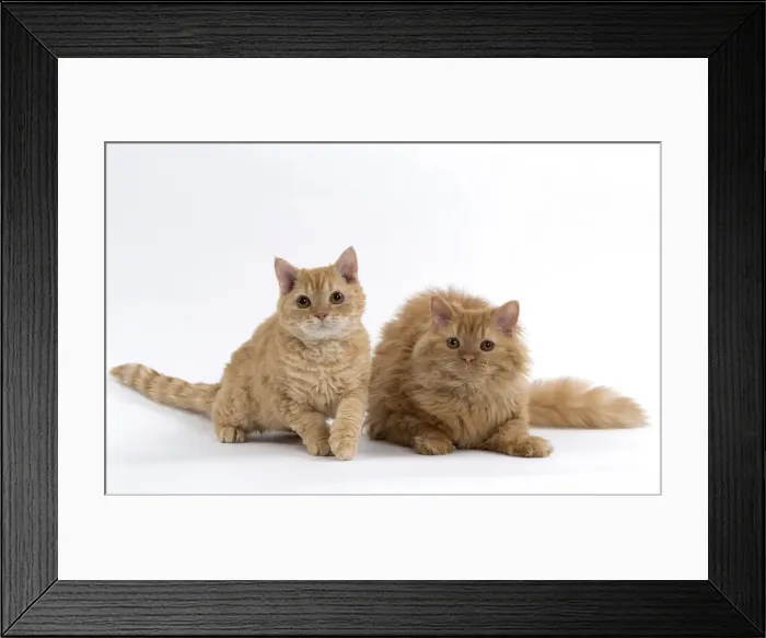 Framed Print : Picture No. 11092492 Framed Print : Picture No. 11092492