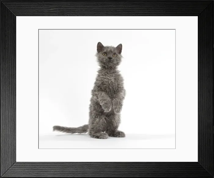 Framed Print : Picture No. 11092493 Framed Print : Picture No. 11092493