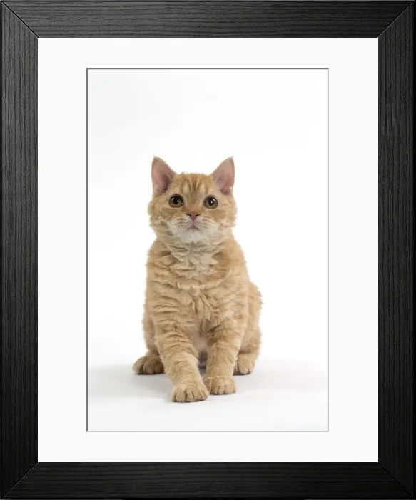 Framed Print : Picture No. 11092491 Framed Print : Picture No. 11092491