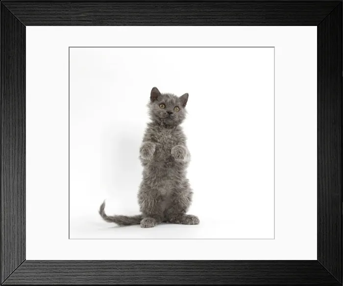 Framed Print : Picture No. 11092495 Framed Print : Picture No. 11092495