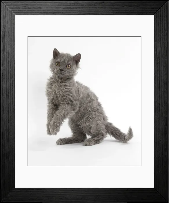 Framed Print : Picture No. 11092496 Framed Print : Picture No. 11092496