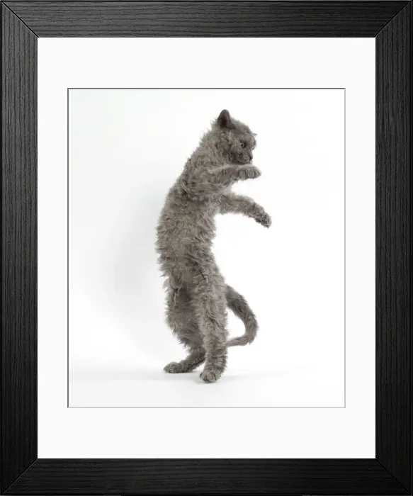 Framed Print : Picture No. 11092494 Framed Print : Picture No. 11092494