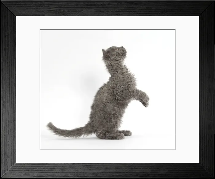 Framed Print : Picture No. 11092498 Framed Print : Picture No. 11092498