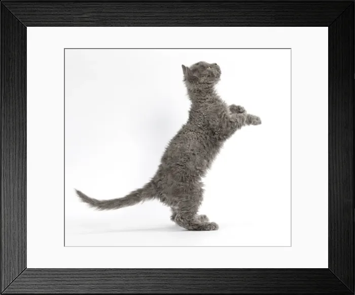 Framed Print : Picture No. 11092499 Framed Print : Picture No. 11092499