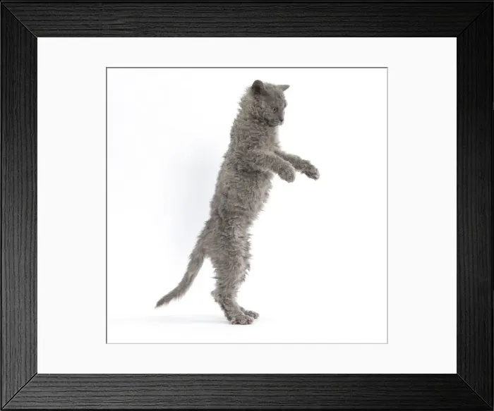 Framed Print : Picture No. 11092500 Framed Print : Picture No. 11092500