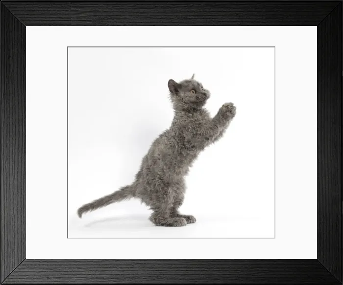 Framed Print : Picture No. 11092501 Framed Print : Picture No. 11092501