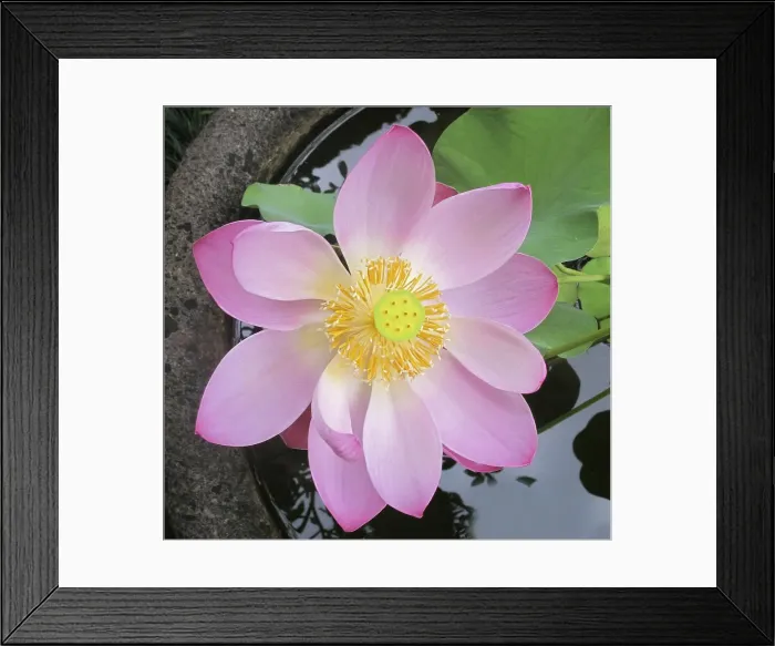 Framed Print : Picture No. 11092502 Framed Print : Picture No. 11092502