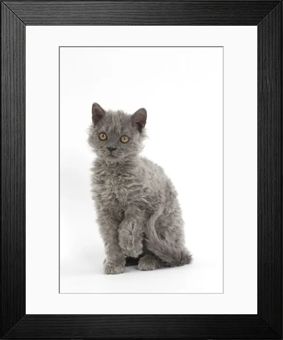 Framed Print : Picture No. 11092497 Framed Print : Picture No. 11092497