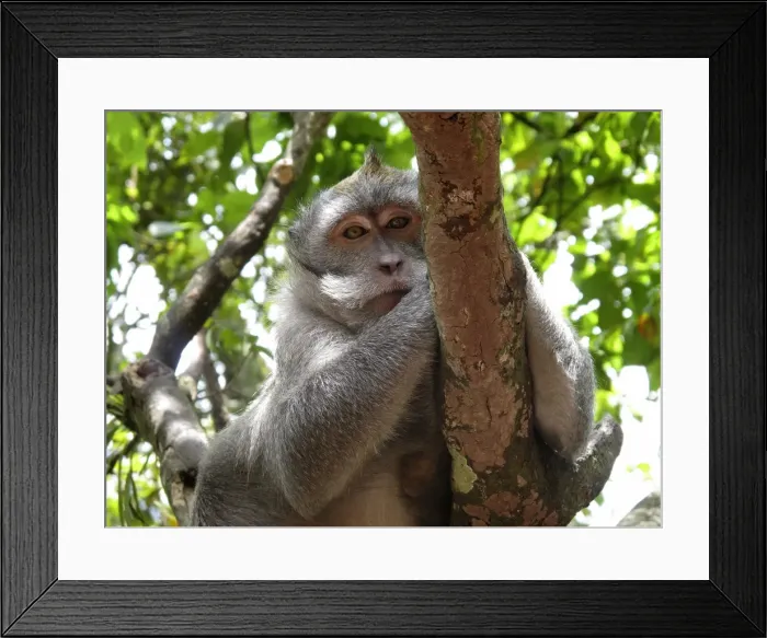 Framed Print : Picture No. 11092503 Framed Print : Picture No. 11092503