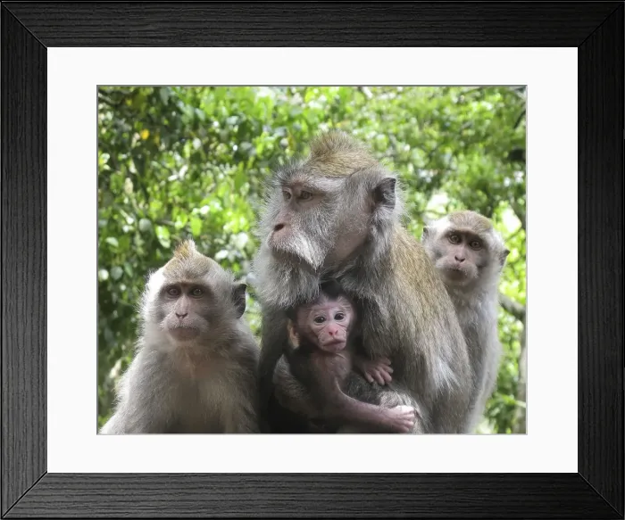 Framed Print : Picture No. 11092505 Framed Print : Picture No. 11092505