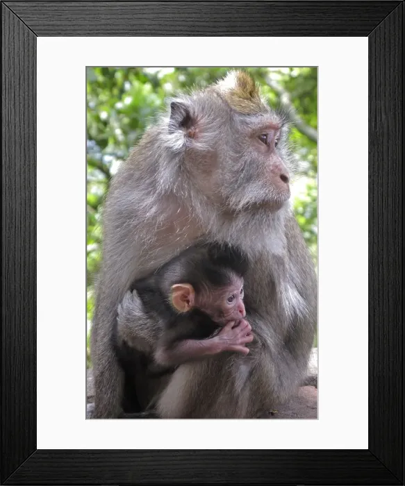 Framed Print : Picture No. 11092504 Framed Print : Picture No. 11092504
