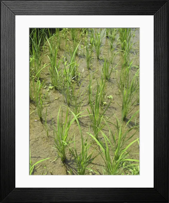 Framed Print : Picture No. 11092508 Framed Print : Picture No. 11092508