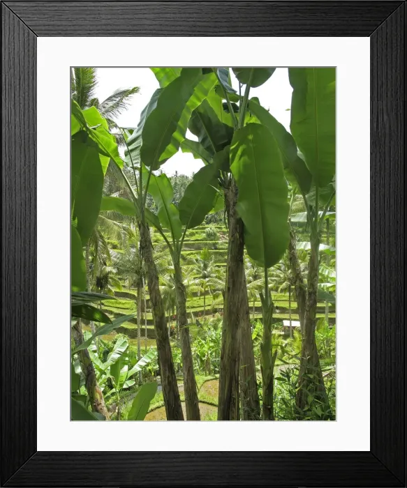 Framed Print : Picture No. 11092509 Framed Print : Picture No. 11092509