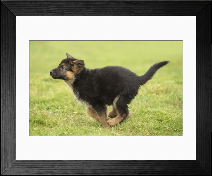 Framed Print : Picture No. 11092525 Framed Print : Picture No. 11092525
