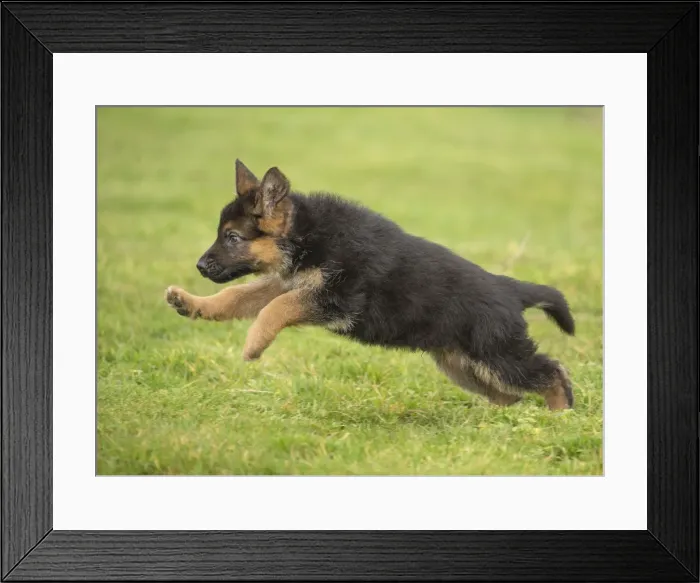 Framed Print : Picture No. 11092528 Framed Print : Picture No. 11092528