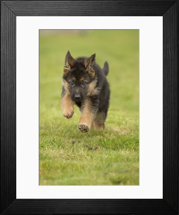 Framed Print : Picture No. 11092529 Framed Print : Picture No. 11092529