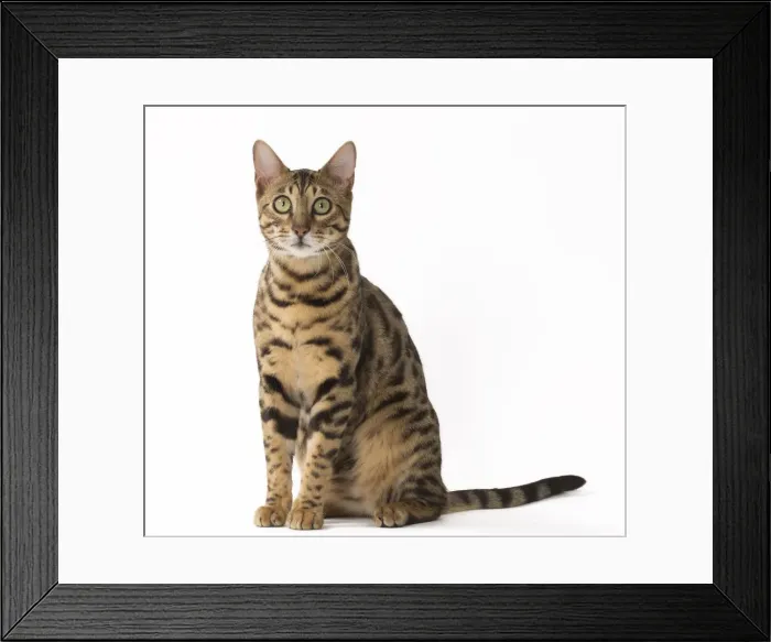 Framed Print : Picture No. 11092531 Framed Print : Picture No. 11092531