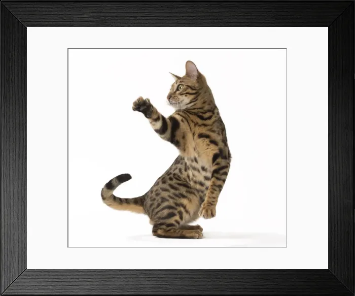 Framed Print : Picture No. 11092532 Framed Print : Picture No. 11092532