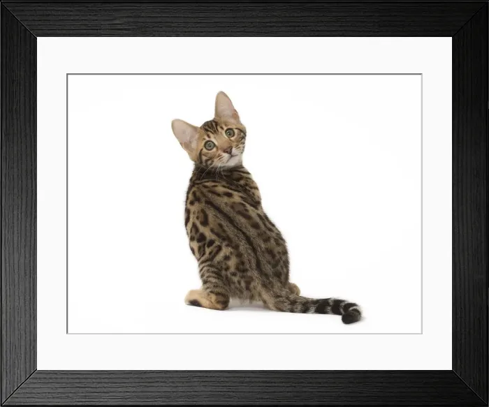 Framed Print : Picture No. 11092534 Framed Print : Picture No. 11092534